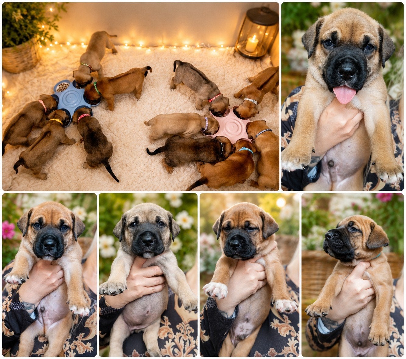 Unieke Boerboel x Ridgeback x Bully XXL pups te koop!, Overige rassen, 8 tot 15 weken, Meerdere, Meerdere dieren