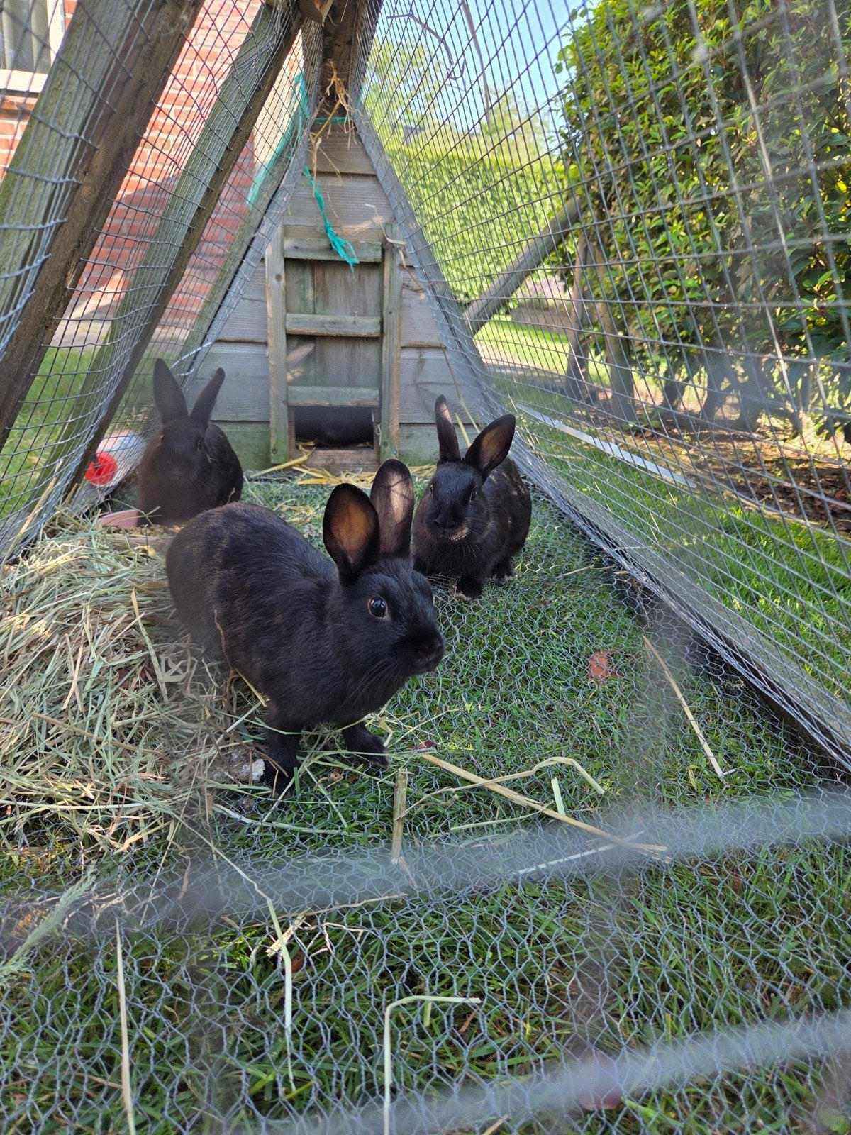 Jonge zwarte knuffelrammen zoeken een nieuw thuis!, Mannelijk, Overige soorten