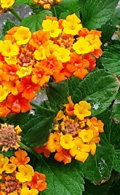 Winterharde Lantana 'Star Landing', Overige soorten, Volle zon, Vaste plant, Ophalen of Verzenden