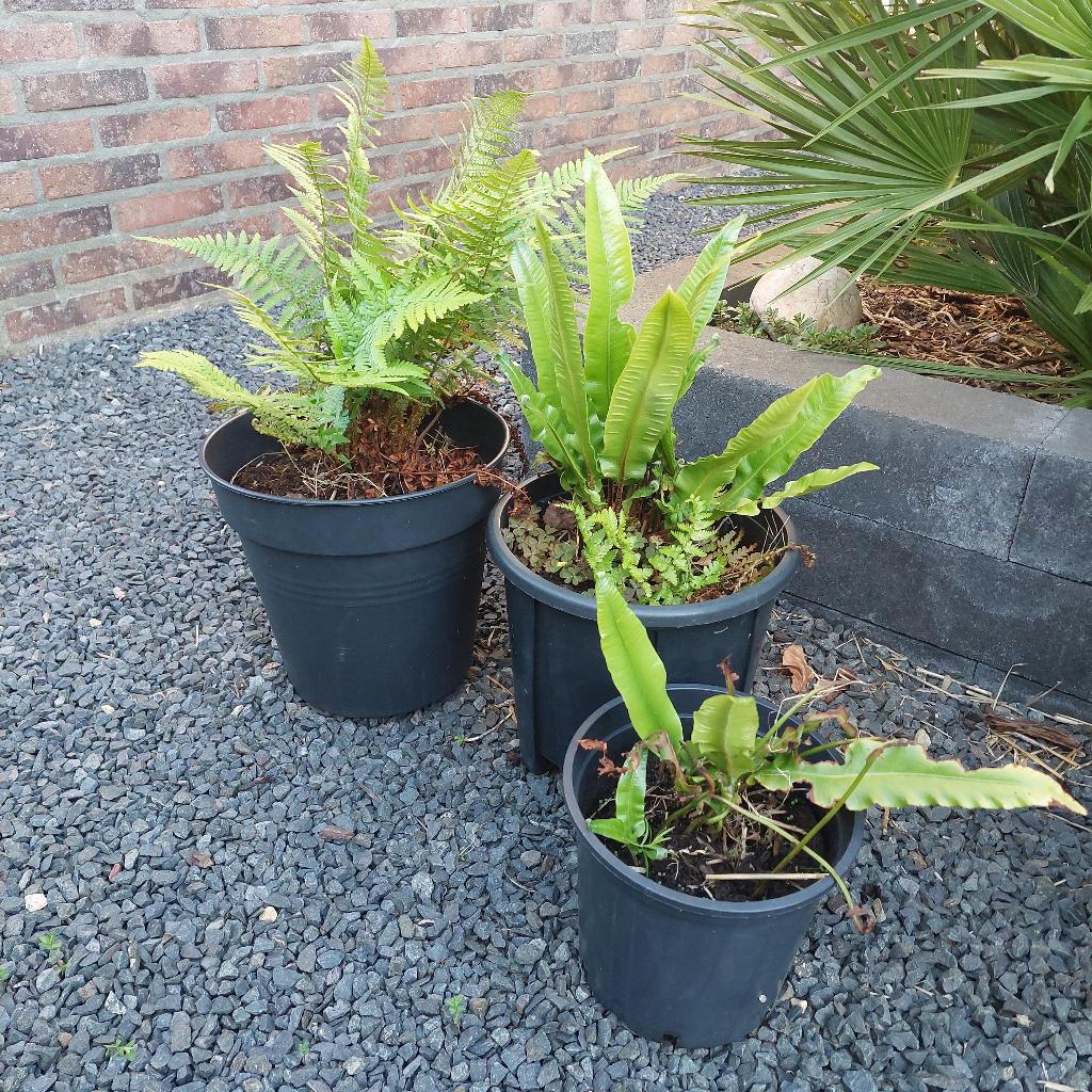 Potten met tuinvarens 3 stuks voor€7,50, Ophalen, Overige soorten, Volle zon