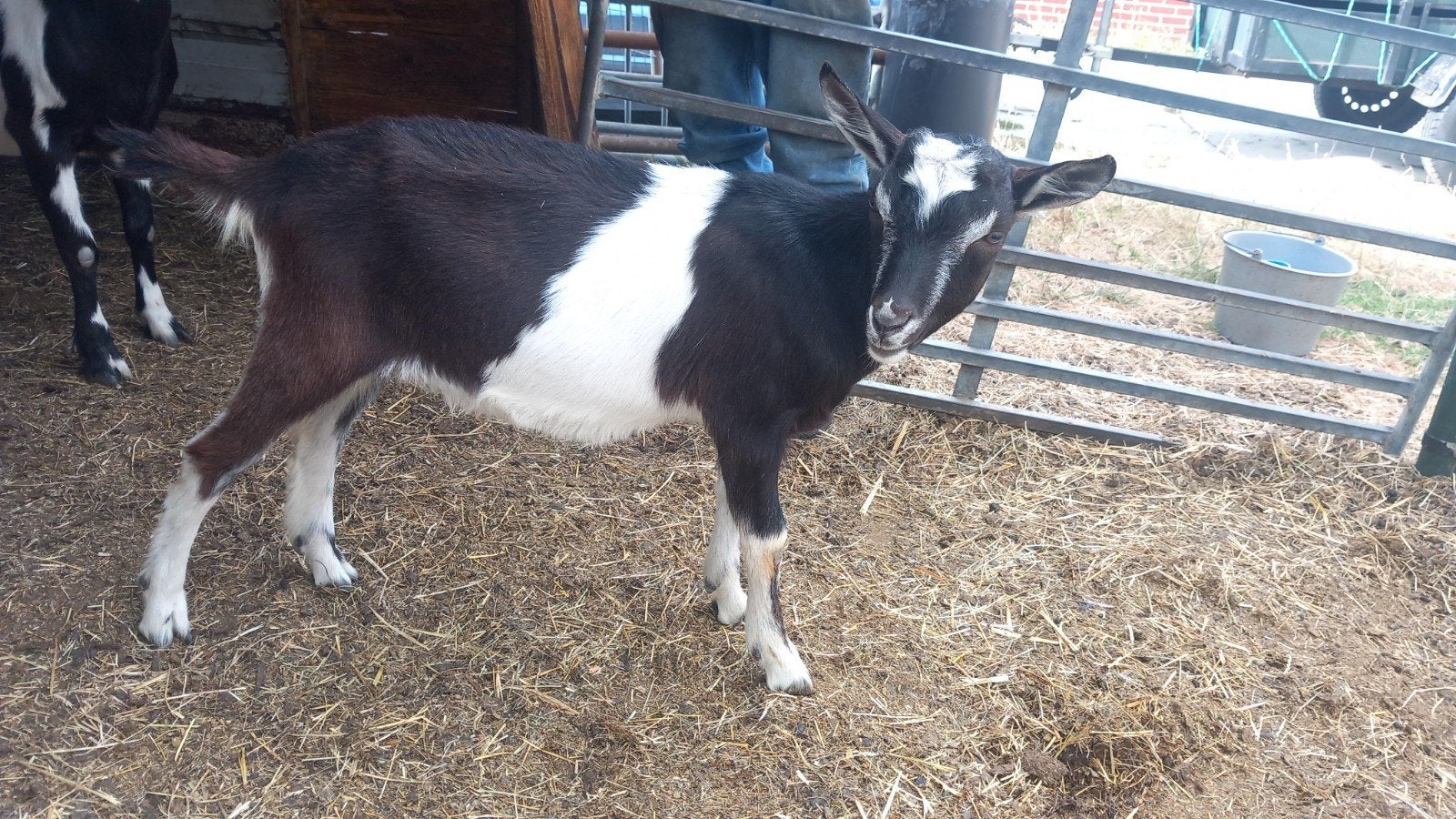 Hoornloos gefokte bonte bok Maartensdijk Ut., Dieren en Toebehoren, Mannelijk, Geit