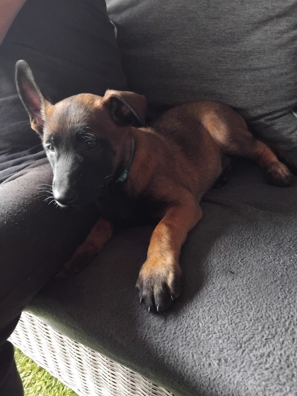 Mechelse herder pup, Dieren en Toebehoren, Parvo, Reu, 8 tot 15 weken, Eén hond