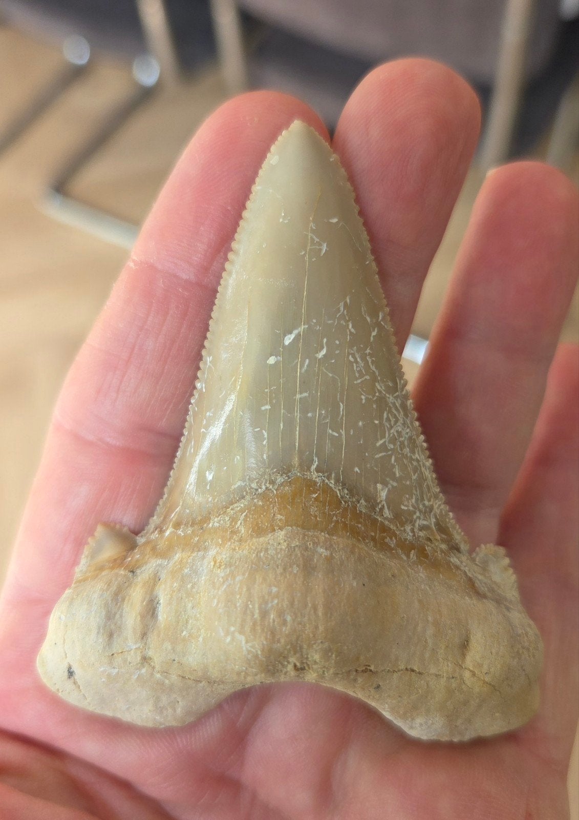 Grote Sokolovi haaientand, Verzamelen, Ophalen of Verzenden, Fossiel