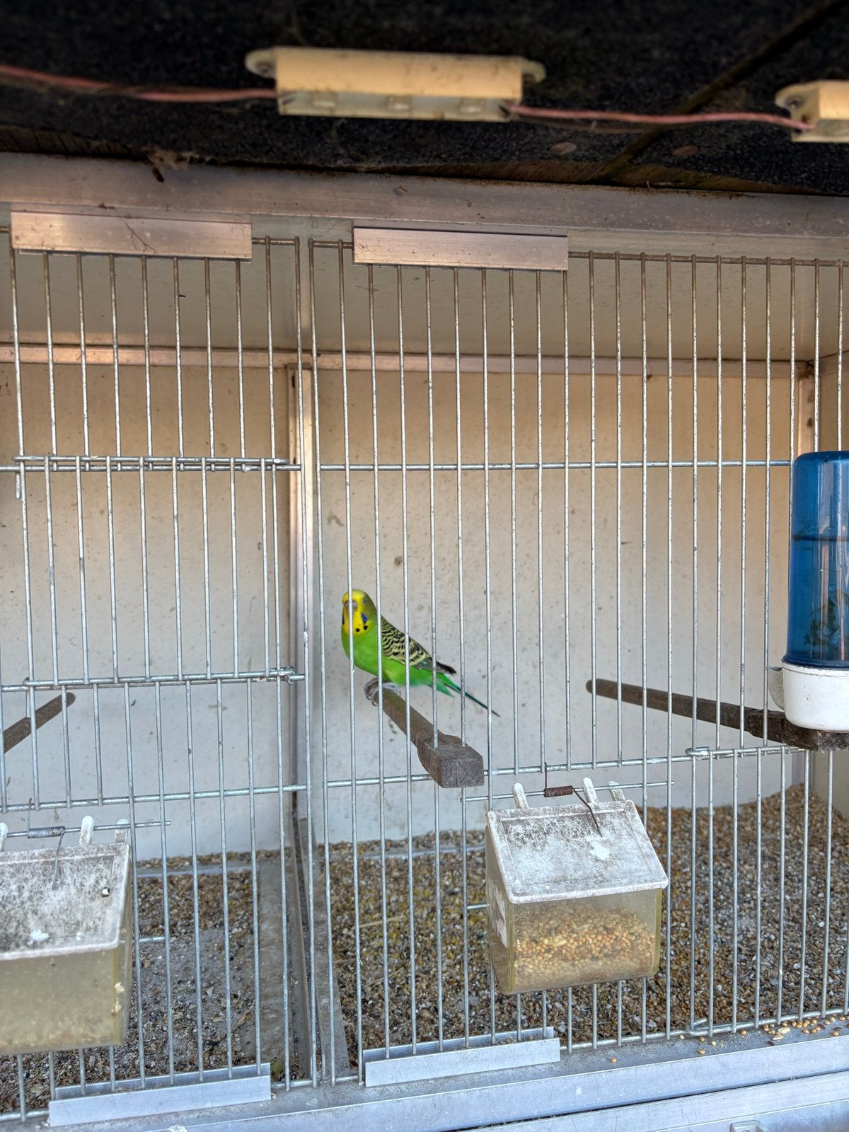 Koppel grasparkieten, Dieren en Toebehoren, Vogels | Parkieten en Papegaaien, Meerdere dieren, Parkiet