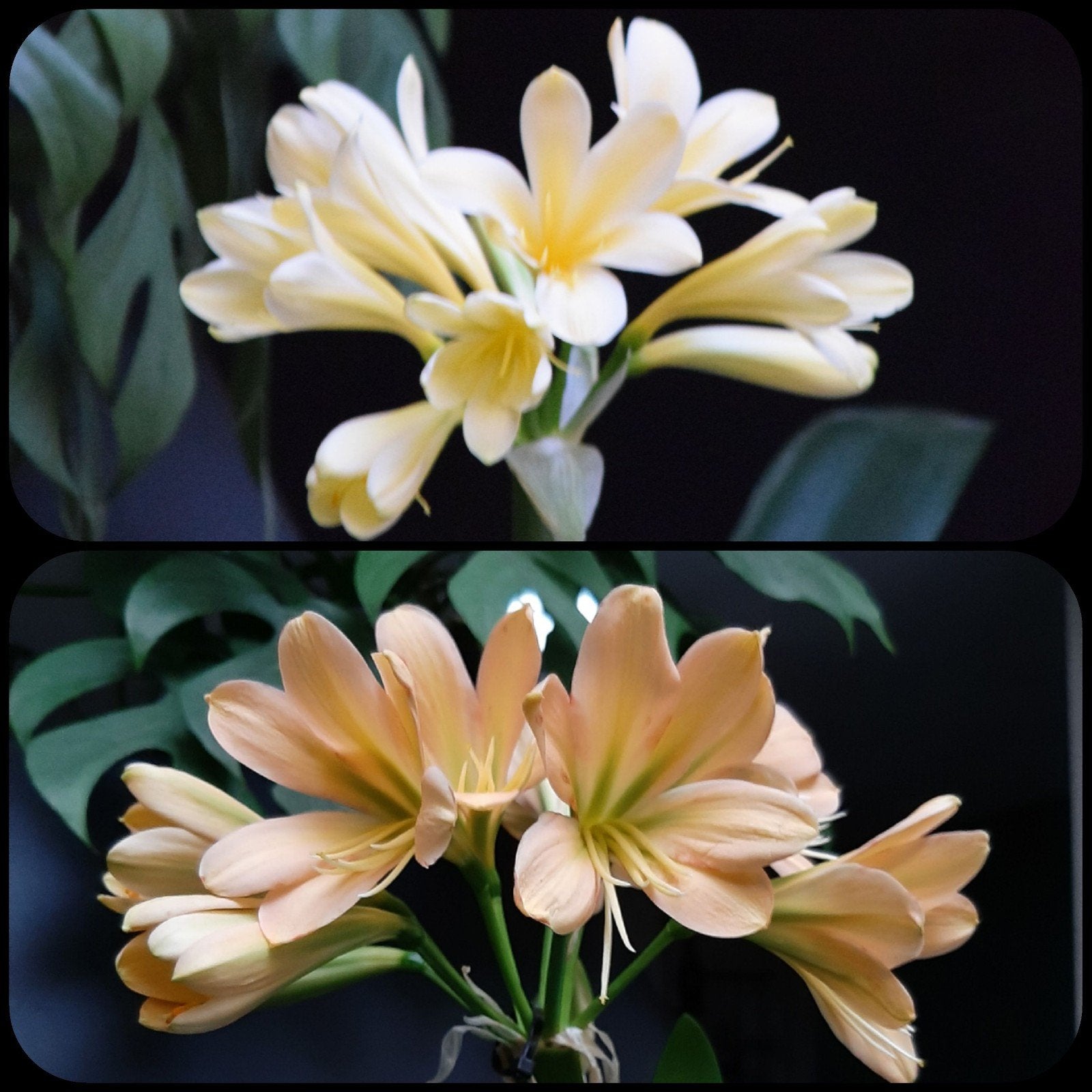 Clivia kruising Yellow Ice Queen x Euro Peach zaailing, Bloeiende kamerplant, Ophalen of Verzenden, Volledige schaduw, Minder dan 100 cm