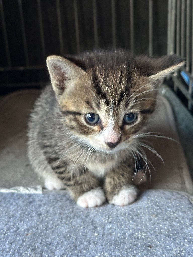 Kittens Europees korthaar, Dieren en Toebehoren, Katten en Kittens | Raskatten | Korthaar, Meerdere dieren, Ontwormd, 0 tot 2 jaar