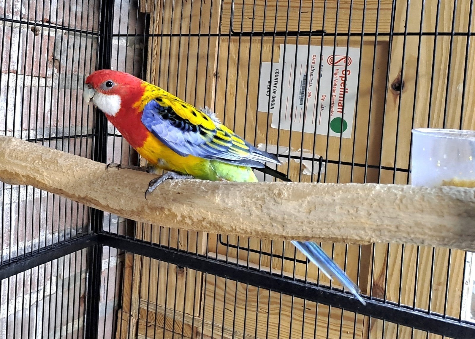Goudmantel rossela, Dieren en Toebehoren