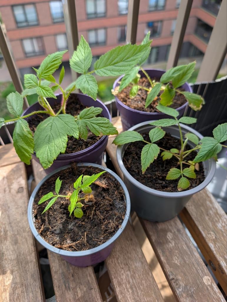Mooie frambozen stekjes Kweek je eigen fruit! € 1,50 plantje, Ophalen, Volle zon, Vaste plant, Zomer