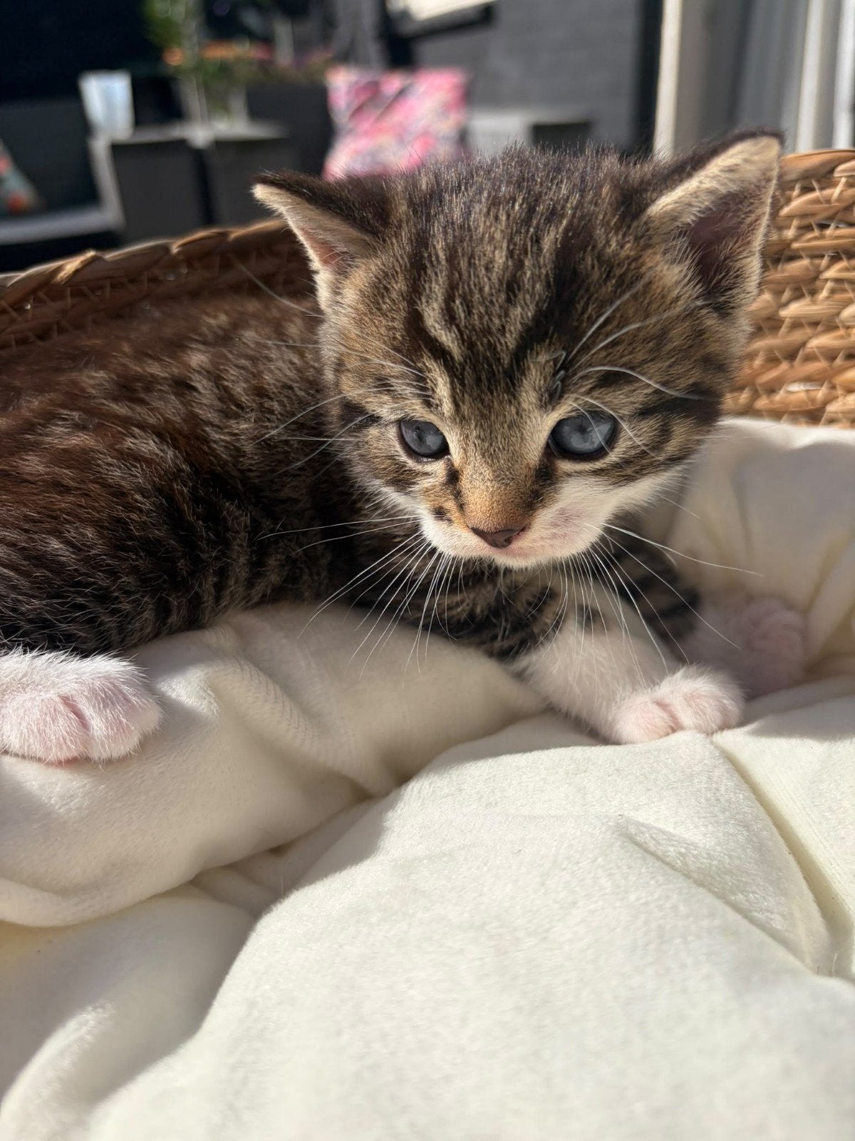 Lieve kittens, Geslacht onbekend