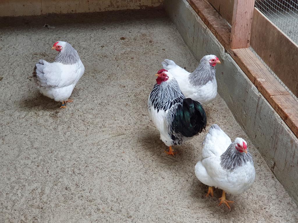Wyandotte kriel Columbia, Dieren en Toebehoren, Pluimvee, Meerdere dieren, Kip