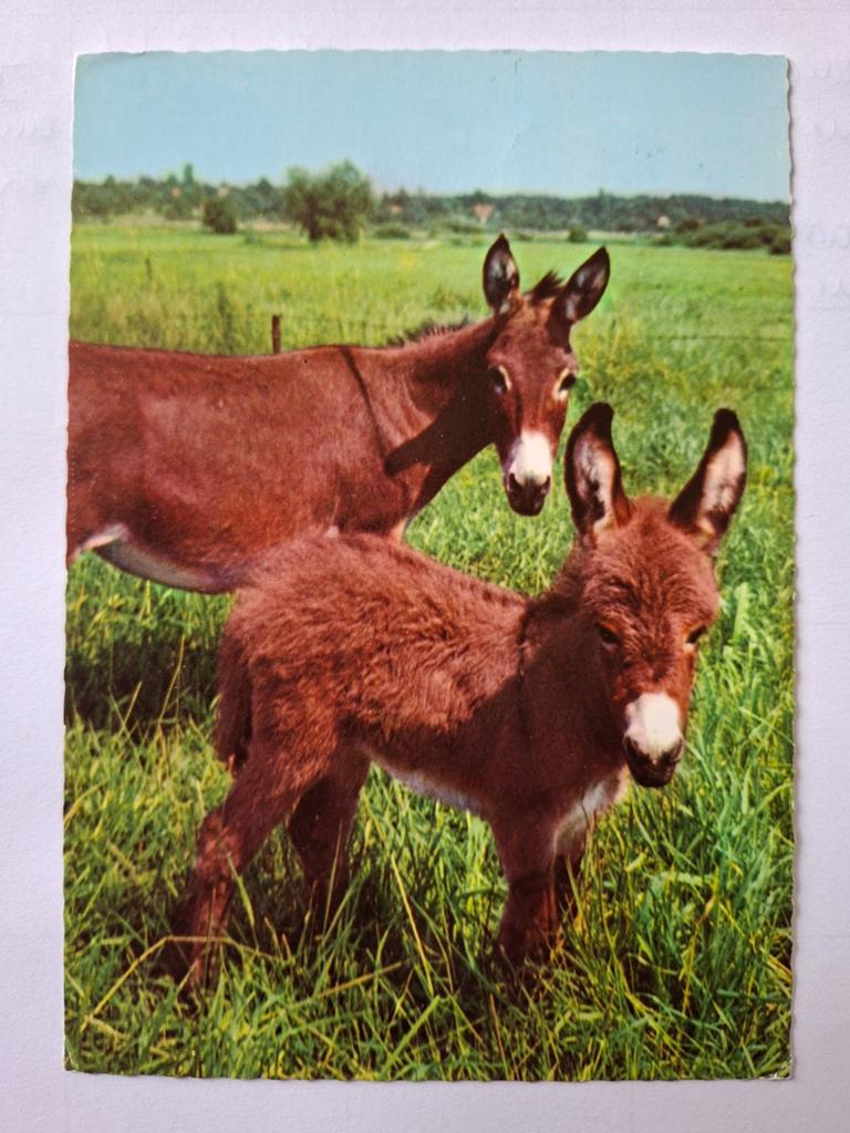 Oude Ansichtkaart: Ezel met Veulen in de wei, Ophalen of Verzenden, 1960 tot 1980, Gelopen, Friesland