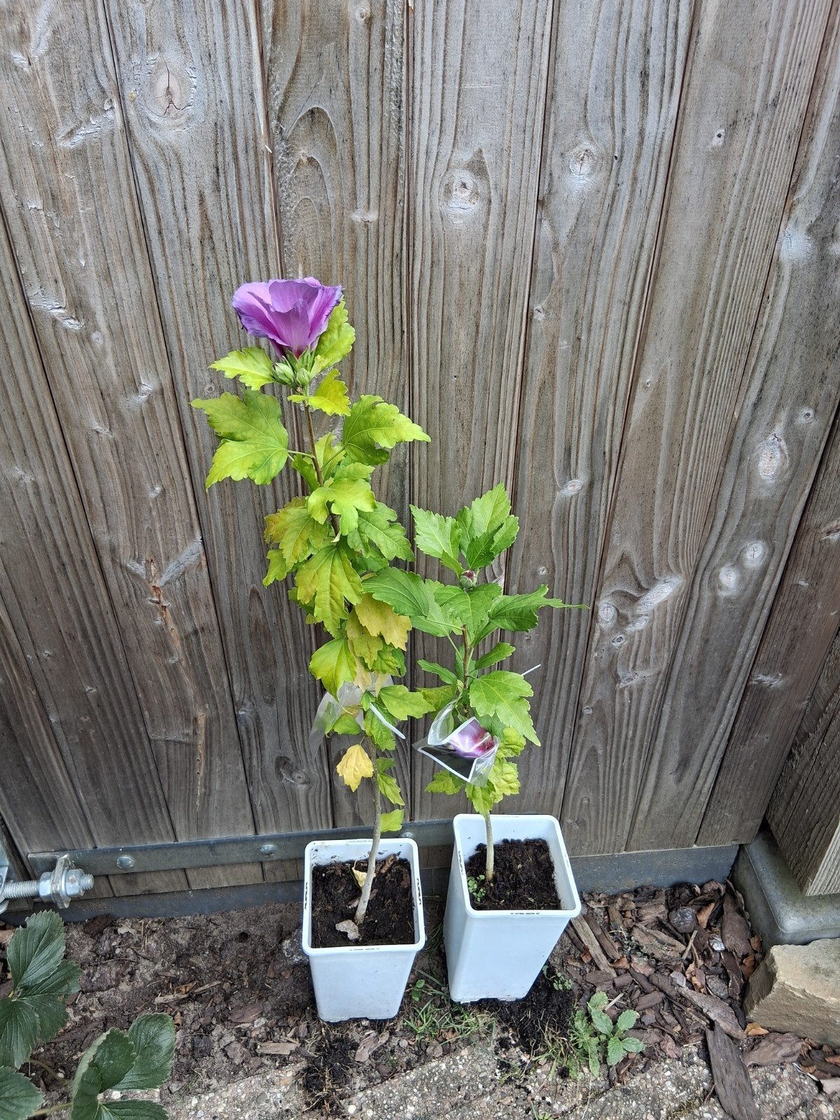 Hibiscus stekken zaailingen rose paarse bloemen 45 a 55cm, Tuin en Terras, Ophalen, Overige soorten, Minder dan 100 cm