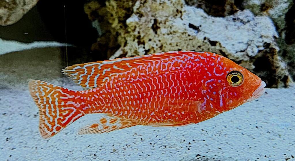 XL Dragonblood Fire Fish volwassen showman!!, Vis