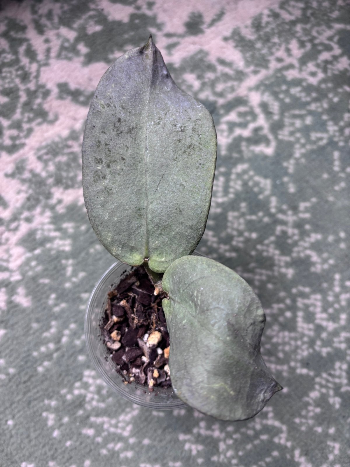 Hoya mitrata Silver Pearl / Pearl Gold, Ophalen of Verzenden, Halfschaduw, Minder dan 100 cm