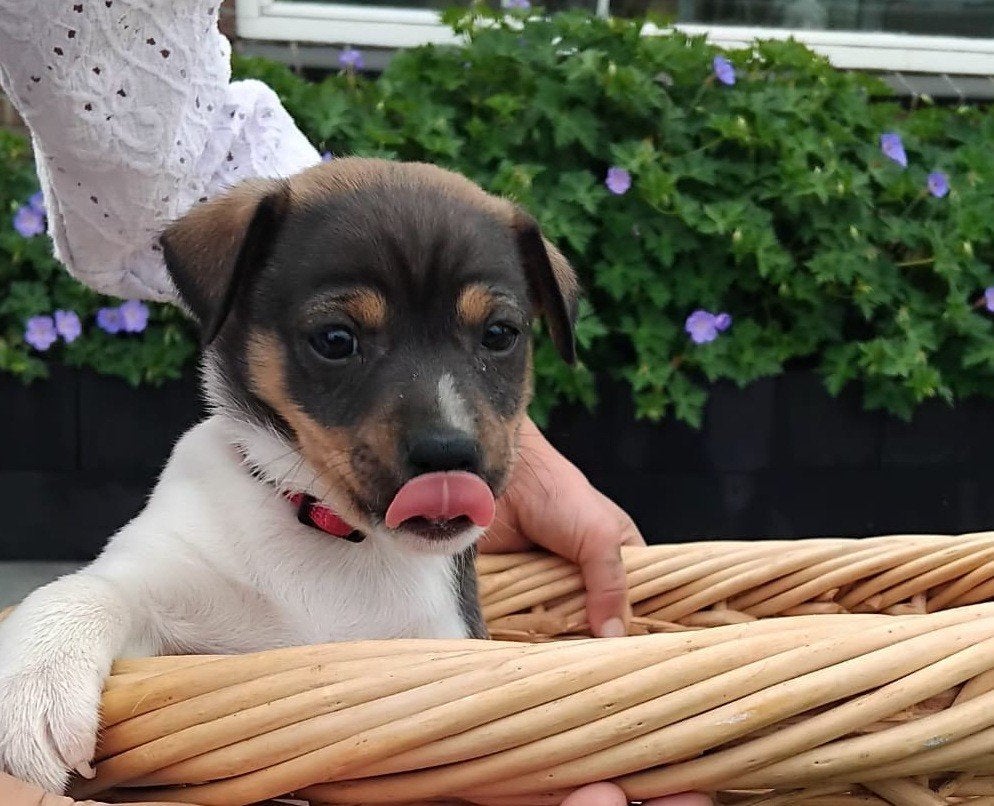 Boerenfox puppies!, Jack Russell Terriër, 8 tot 15 weken, Parvo, Meerdere
