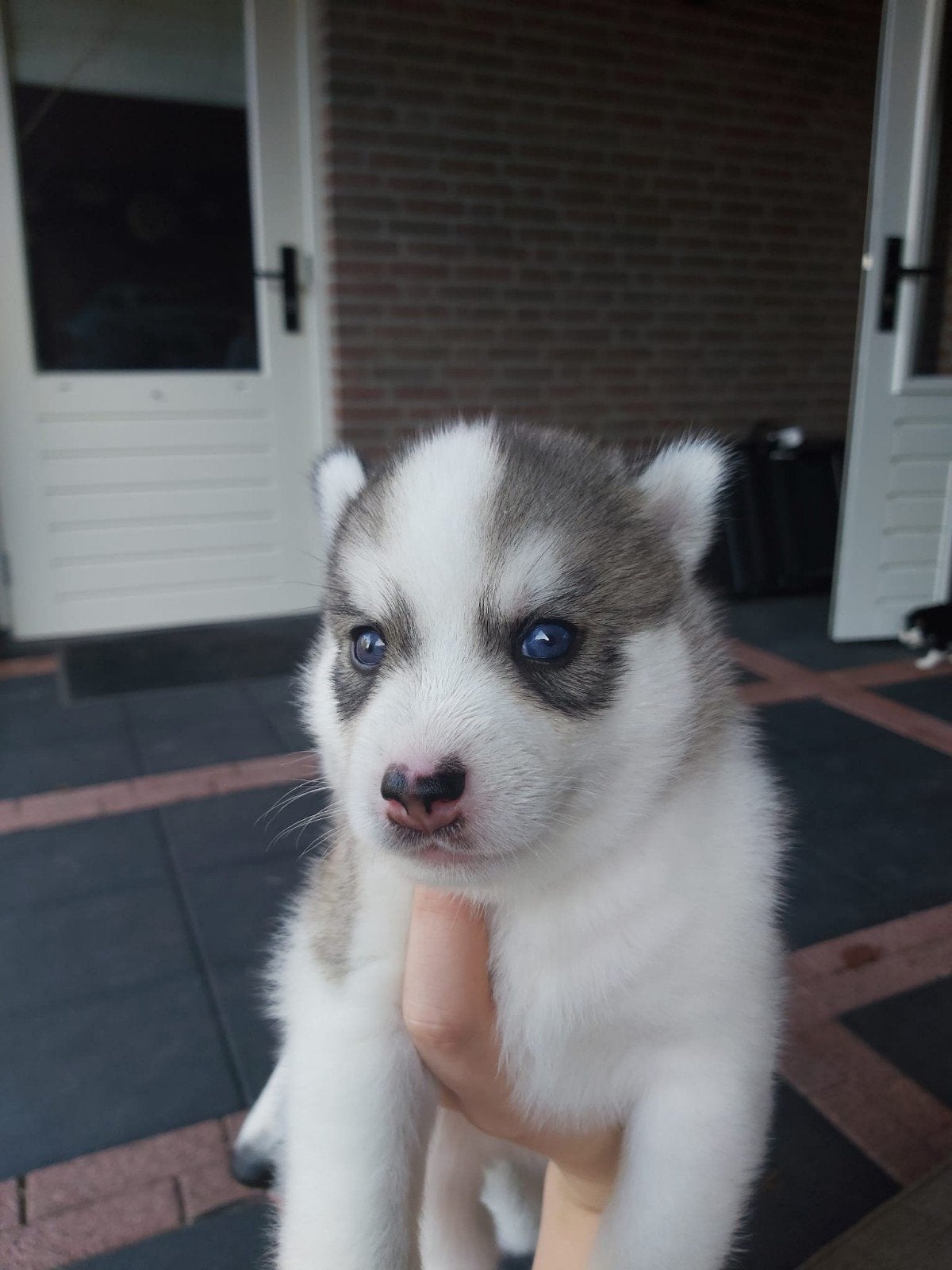 Pomsky f3 pups, Dieren en Toebehoren, 8 tot 15 weken, Meerdere, Meerdere dieren, Nederland