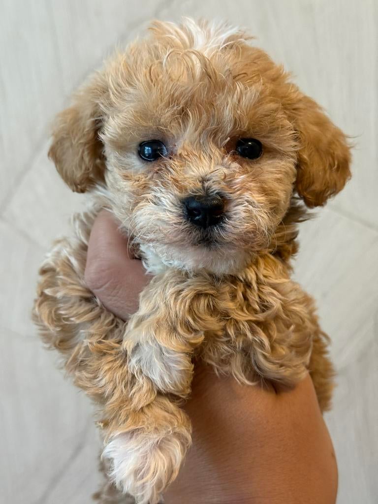 Maltipoo pups ❤️, Parvo, Overige rassen, 8 tot 15 weken, Meerdere