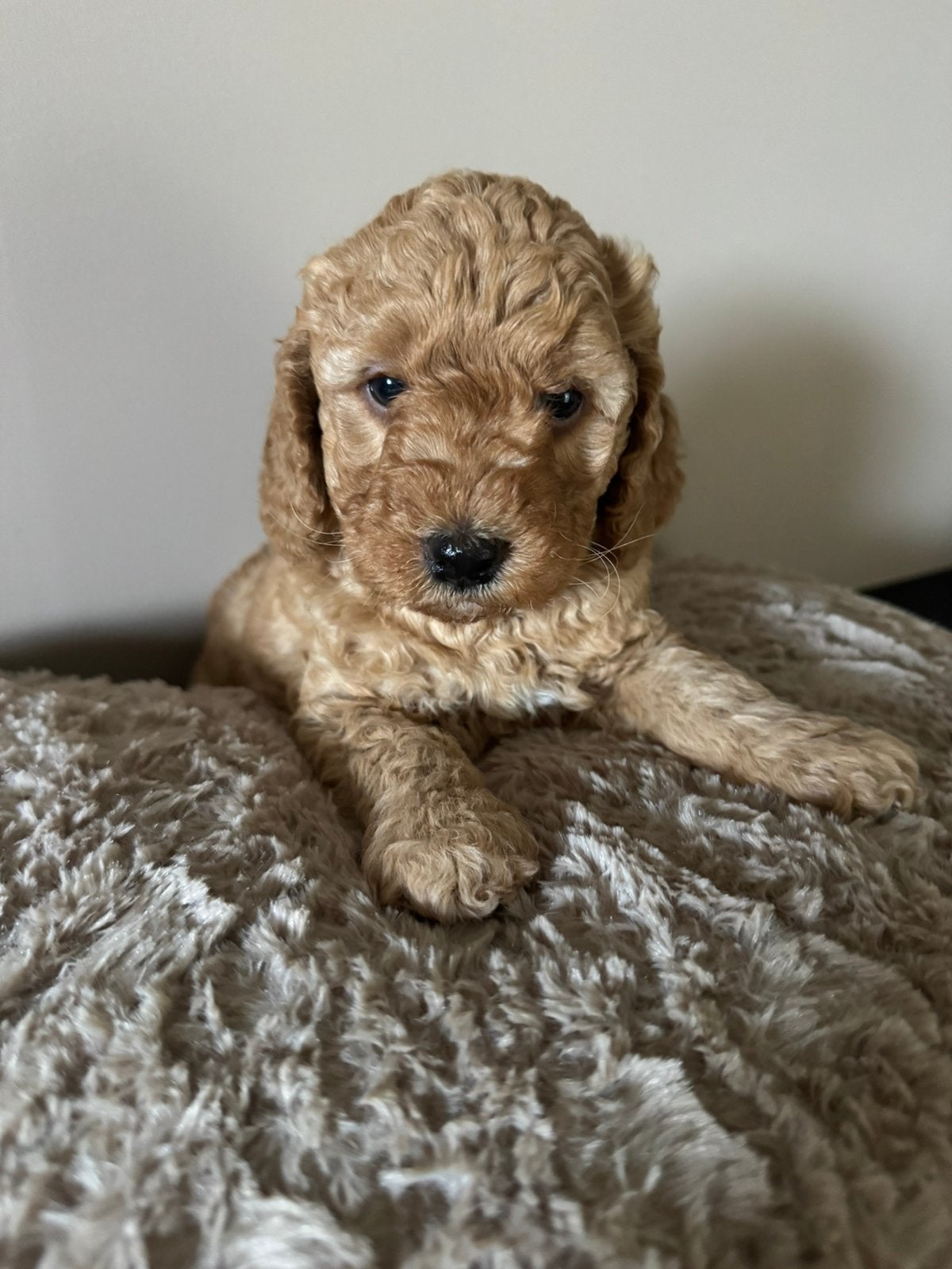 Mini labradoodle pups, 8 tot 15 weken, Parvo, Meerdere, Meerdere dieren