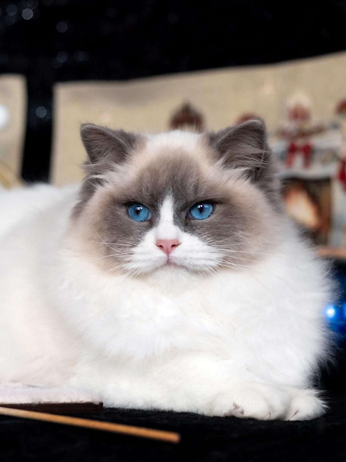 Foto 7 van Prachtige Ragdoll kittens met stamboom