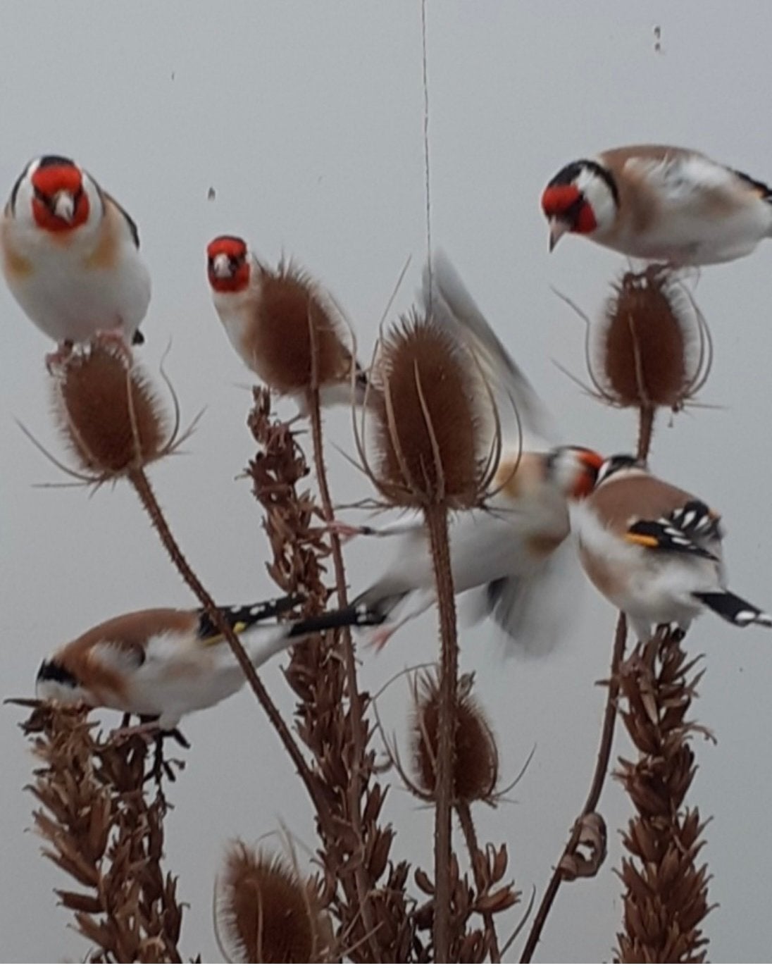 Mooie forse onverwante koppels wildkleur majoor putters/2026, Dieren en Toebehoren, Meerdere dieren, Wildzangvogel, Geringd