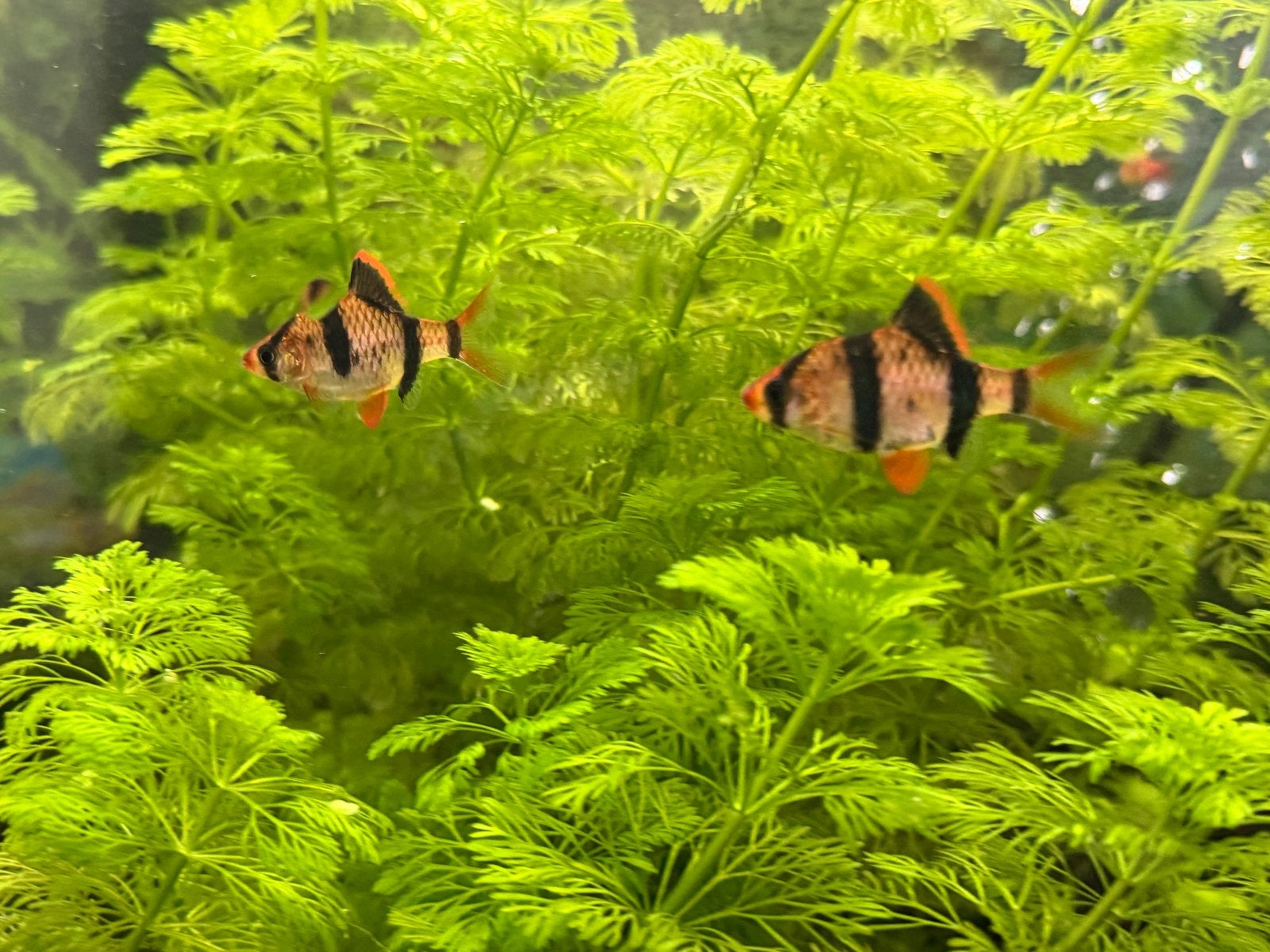 4x Sumatraan, Puntius tetrazona, aquariumvis, Vis, Schoolvis