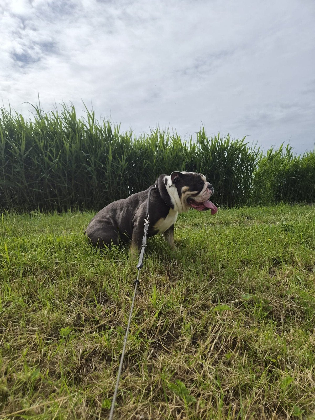 Old English Bulldog kleur Tripod teefje van 4 jaar, Dieren en Toebehoren, Teef, Bulldog, Eén hond, 3 tot 5 jaar