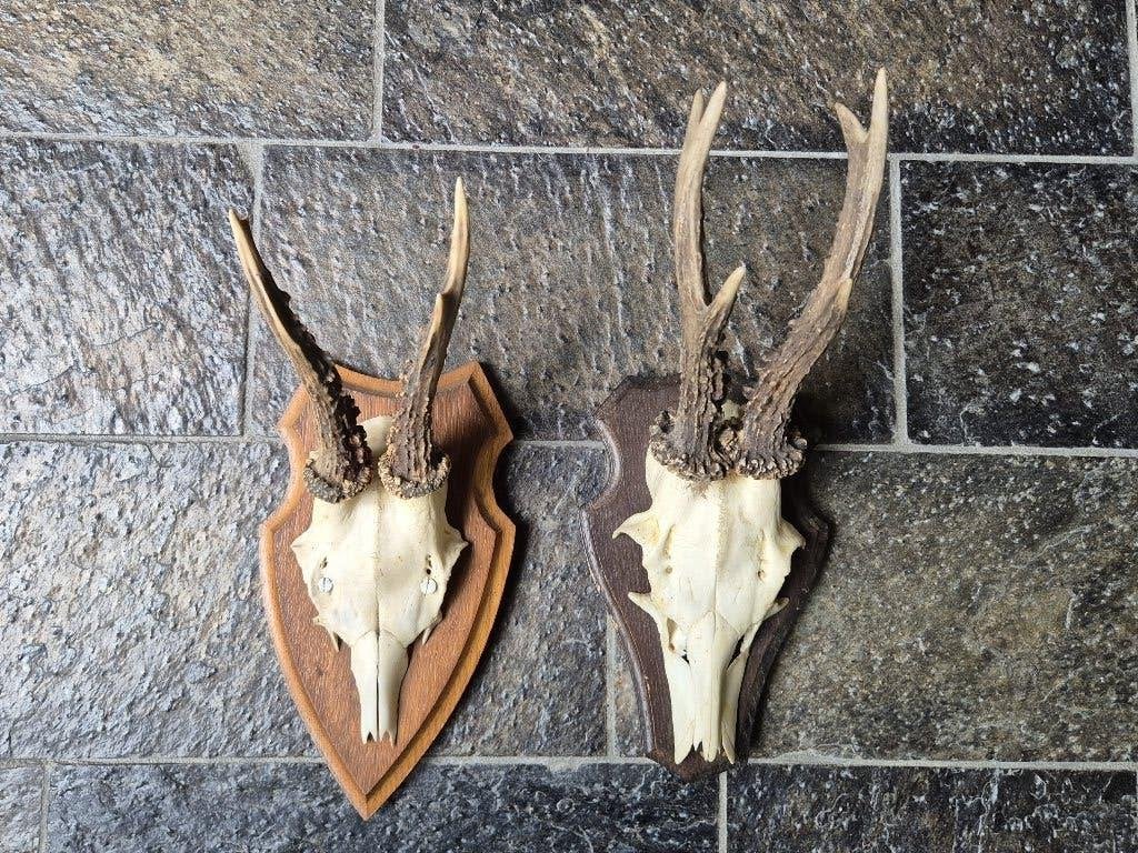 2 Prachtige Ree Geweien samen € 18 jacht hut mancave h37, Ophalen of Verzenden, Zo goed als nieuw, Hert, Gewei of Kop