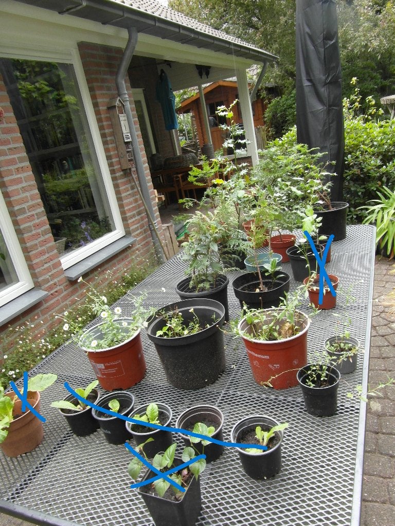 tuinplanten: madeliefjes, conifeer, hulst, taxus, lidcactus, Vaste plant, Halfschaduw, Zomer, Ophalen