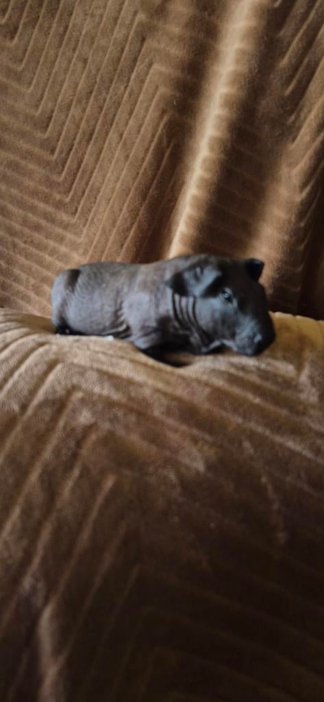 Baldwin beertje, Dieren en Toebehoren, Knaagdieren, Januari, Mannelijk, Cavia