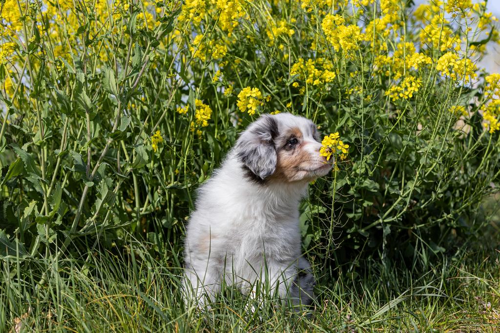 Australian Shepherd pups met stamboom, Parvo, Nederland, 8 tot 15 weken, Meerdere