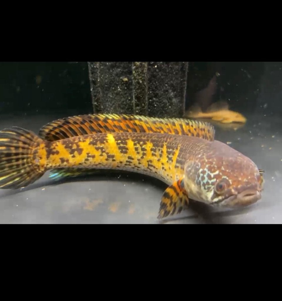 Channa, Vis, Zoetwatervis