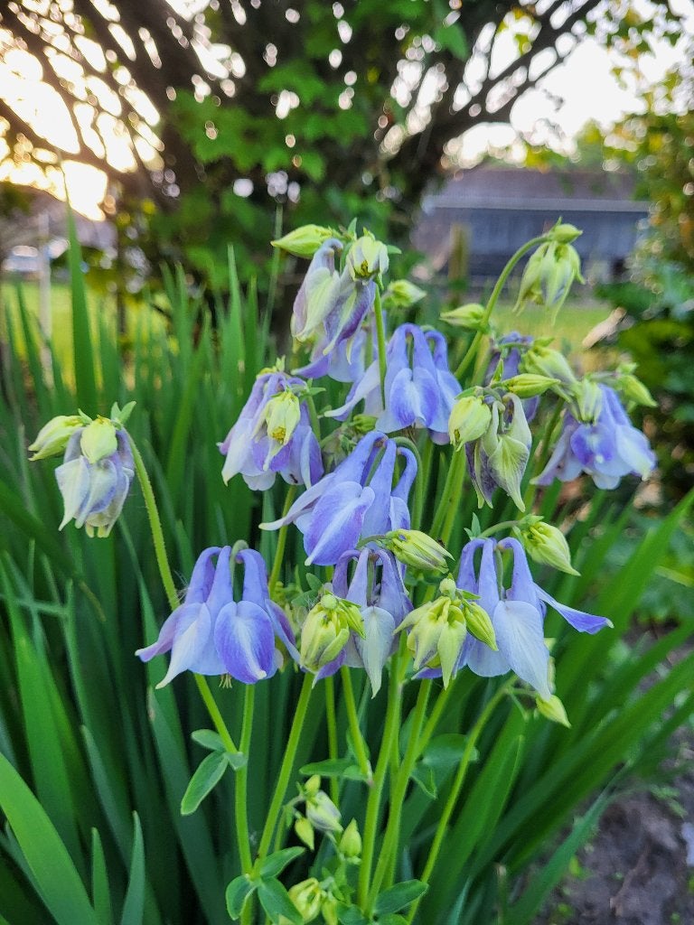 Zaden Akelei wit met lila-blauw, Verzenden, Volle zon