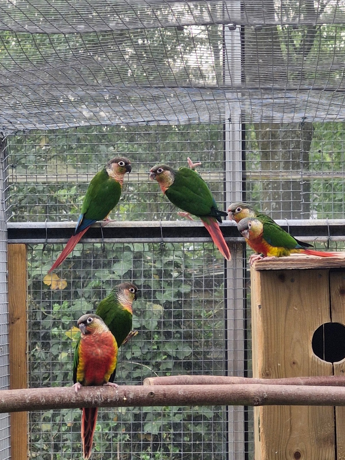 Pyrrhura molinea intensief rood, Dieren en Toebehoren, Vogels | Parkieten en Papegaaien, Meerdere dieren, Parkiet, Geringd