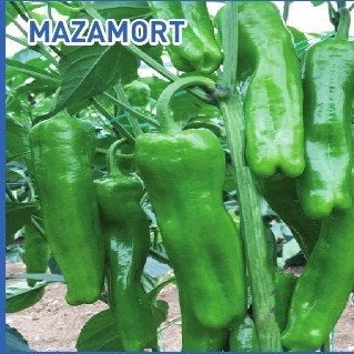 Mazamort Koy Biberi Peper Plantjes - Zoete Turkse Peper, Tuin en Terras, Planten | Tuinplanten, Ophalen, Volle zon, Groenteplanten