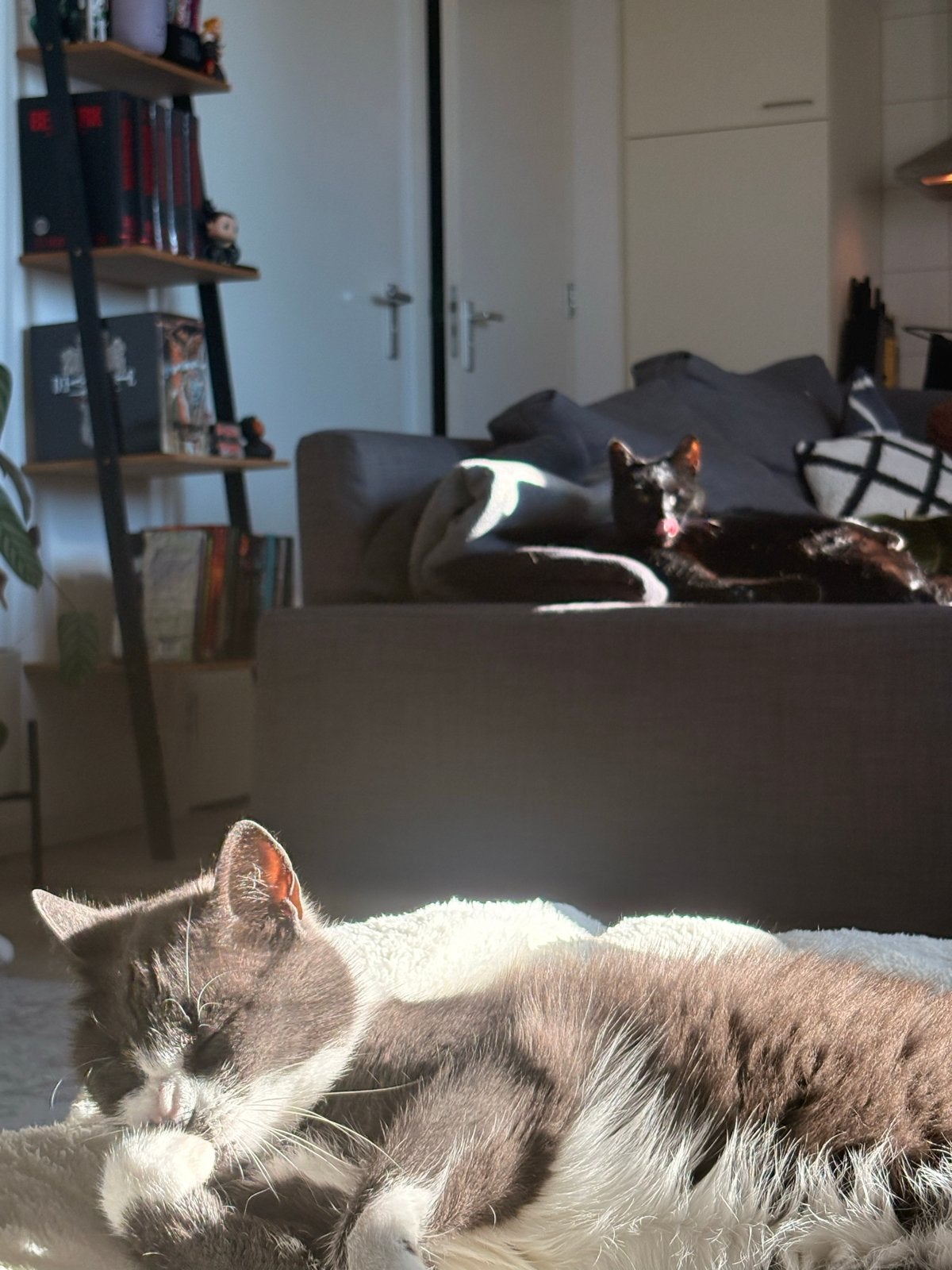 Katten, zwart en grijs met witte vlekken., Dieren en Toebehoren, Katten en Kittens | Overige Katten, Poes