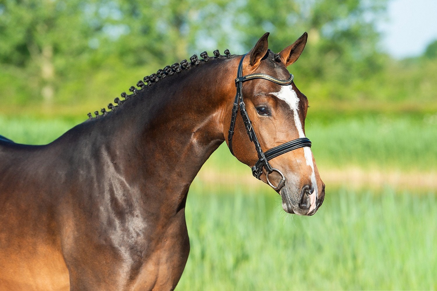 Talentvolle paarden en ponys, Dieren en Toebehoren, Springpaard, Met stamboom, Zadelmak, Meerdere dieren