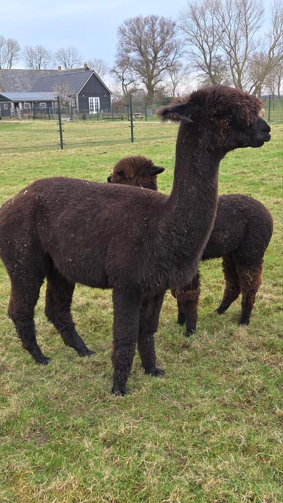 Mooie zwarte fok alpaca merrie., Dieren en Toebehoren, Overige Dieren, September, Vrouwelijk