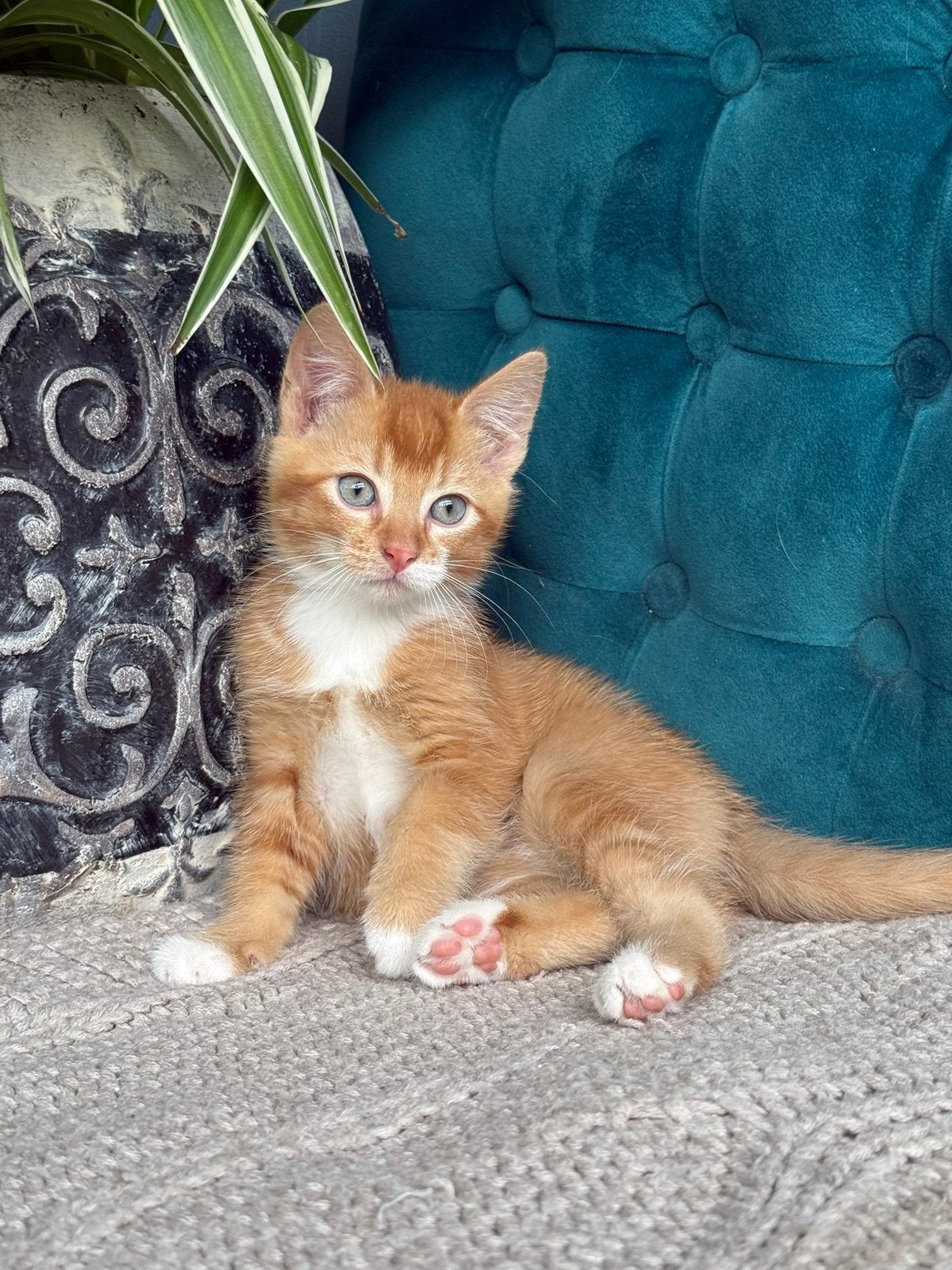 Knappe kittens cypers en rood, Dieren en Toebehoren, Meerdere dieren
