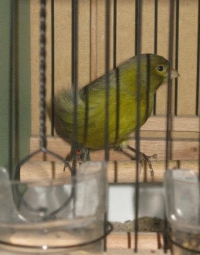 GROEN Harzer, Meerdere dieren, Kleurkanarie