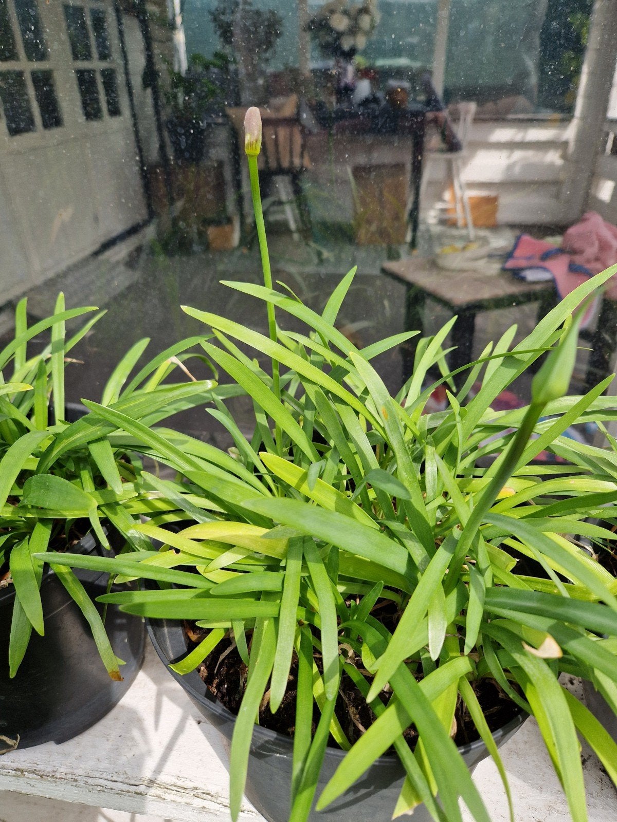 Agapanthus (Afrikaanse lelies), Ophalen of Verzenden, Overige soorten, Volle zon