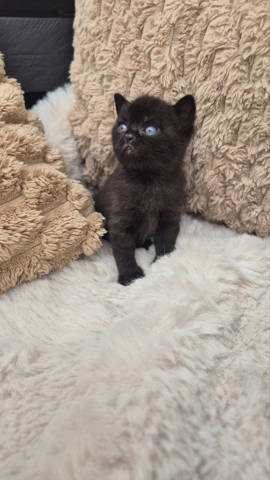 5 lieve Britse kortharen, Dieren en Toebehoren, Katten en Kittens | Raskatten | Korthaar, Ontwormd