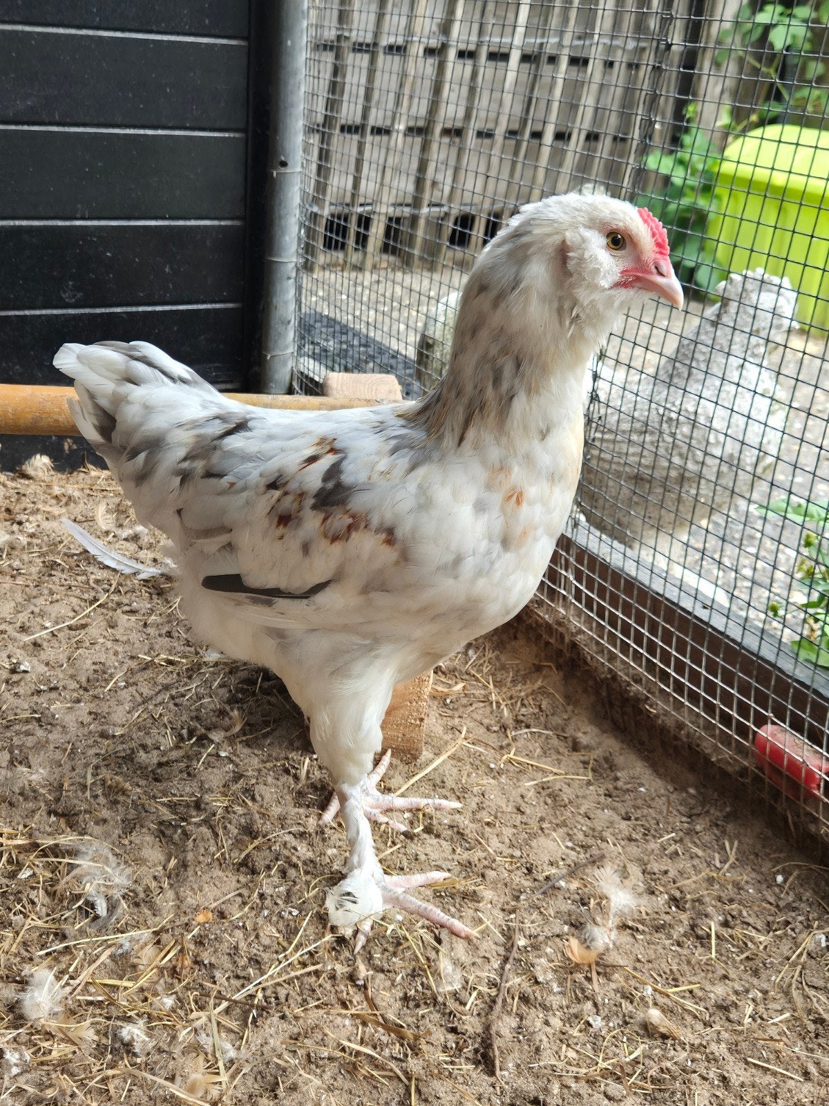 3 Jonge hanen kleurleggers €5 per stuk, Dieren en Toebehoren, Mannelijk, Kip