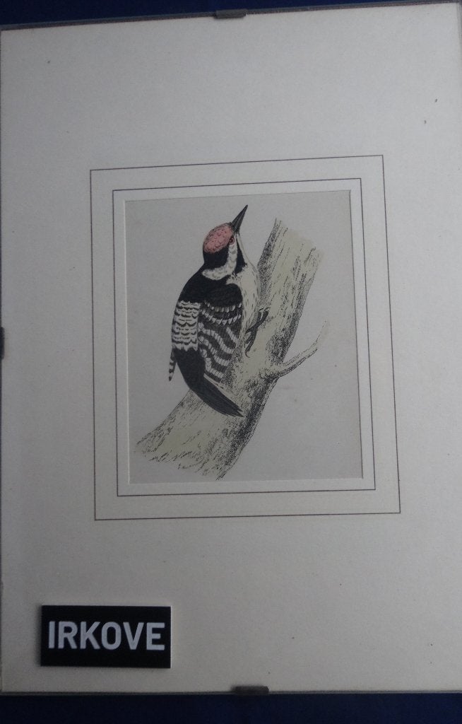 PRACHT ETS VAN EEN SPECHT * In Lijst *, 29 cm, Ingelijst, Flora en Fauna, 21 cm