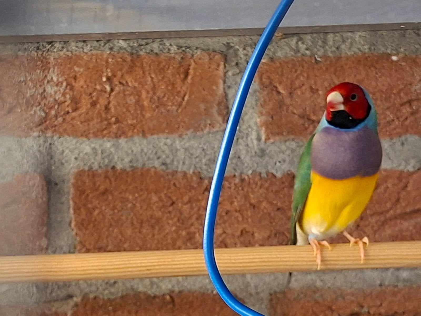 gouldamadines, Meerdere dieren, Tropenvogel
