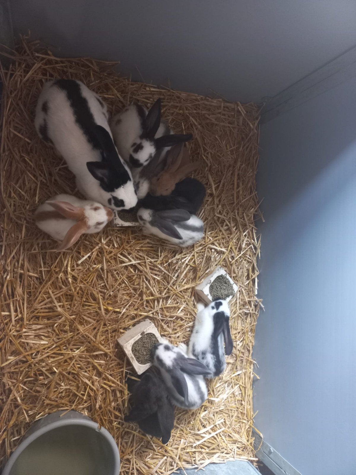 Jonge grote Lotharinger konijnen, Meerdere dieren, Groot, 0 tot 2 jaar