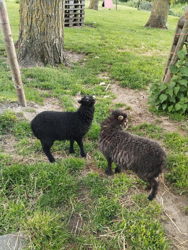 Quessantschaap met lam, Vrouwelijk, Schaap, 0 tot 2 jaar