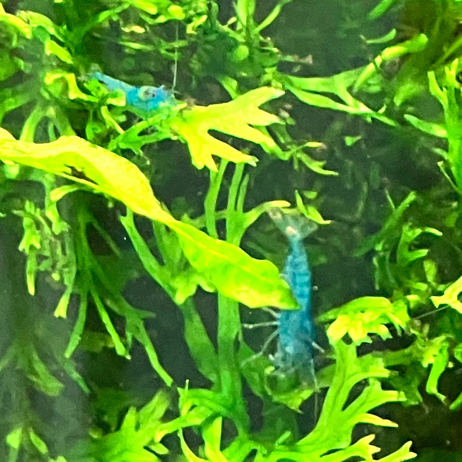 Blauwe Neocaridina garnalen, Dieren en Toebehoren, Kreeft, Krab of Garnaal