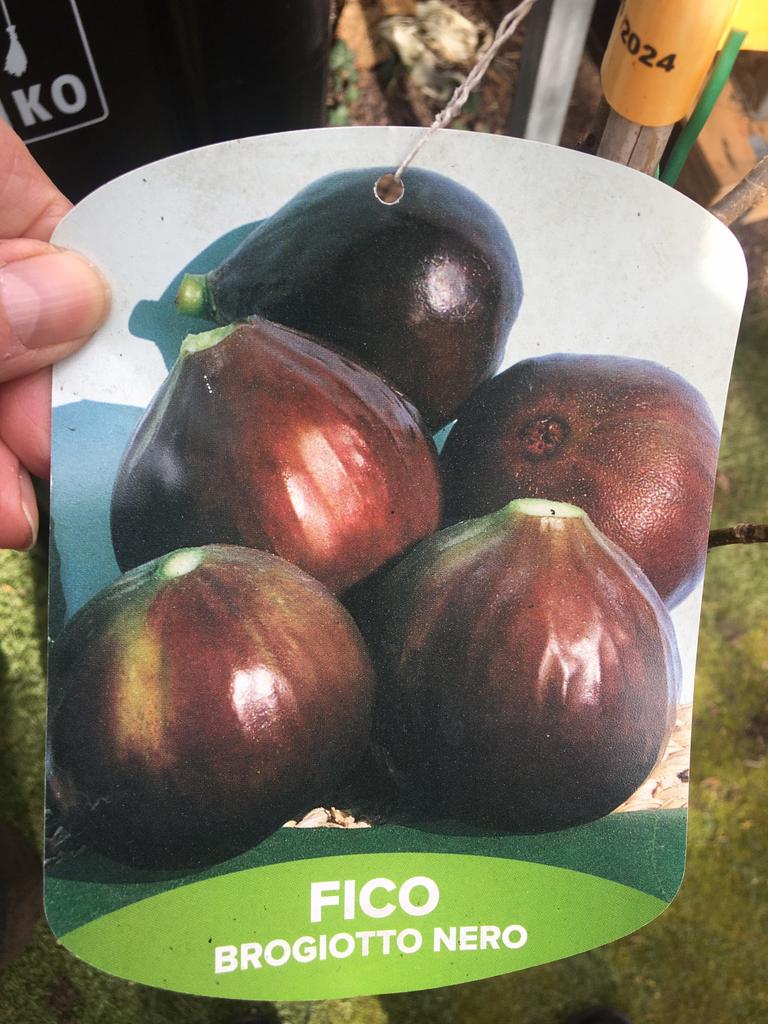 Vijgenboom. Fico brogiotto Nero., Ophalen, Vaste plant, Fruitplanten, Volle zon