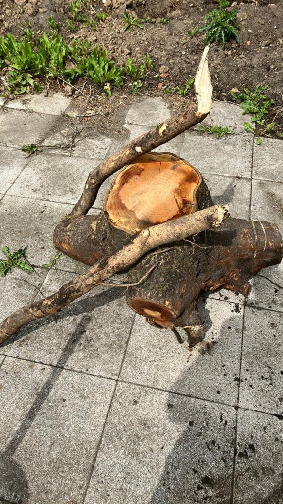 Flinke boomstronk gratis stookhout, Minder dan 3 m³, Ophalen, Overige houtsoorten, Stammen