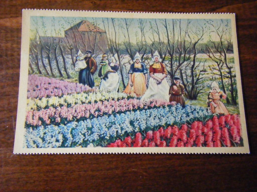 V37 - Klederdracht - Bollenvelden - Mooi/Oud, Verzamelen, Ansichtkaarten | Nederland, Ophalen of Verzenden, 1940 tot 1960, Zuid-Holland